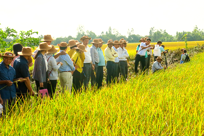 Phát triển vùng nông nghiệp hữu cơ chuyên nghiệp