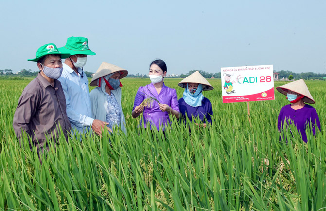 Bí thư Tỉnh ủy Vĩnh Phúc Hoàng Thị Thúy Lan thăm mô hình trồng lúa hữu cơ của Tập đoàn Quế Lâm. Ảnh: Hoàng Anh.