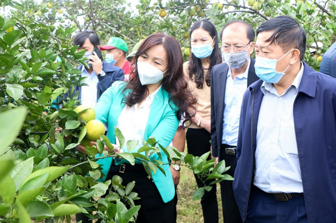 Lãnh đạo Hội nông dân, Chi cục Trồng trọt và BVTV Hà Tĩnh cùng Công ty Quế Lâm miền Trung tham quan, đánh giá mô hình sản xuất cam Khe Mây theo hướng hữu cơ. Ảnh: Thanh Nga. 