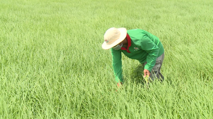 Sản xuất nông nghiệp ở ĐBSCL vẫn còn đối mặt với nhiều vấn đề lớn. Ảnh: Hoàng Anh.